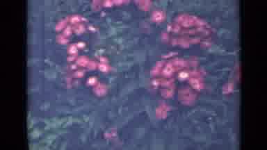 Saint Petersburg Russia (1967): Bush Of Pink And Hot Pink Flowers In A Small