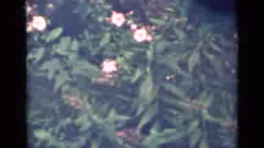 Saint Petersburg Russia (1967): Scene Of Red And Pink Flowers In A Garden
