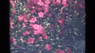 Saint Petersburg Russia (1967): Large Patch Of Climbing Vines With Thick Foliage