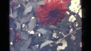 Saint Petersburg Russia (1967): Lush Red Dahlia With White Daisies And Pink