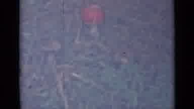Saint Petersburg Russia (1967): Red And Brown Mushrooms Growing In Dry Grass