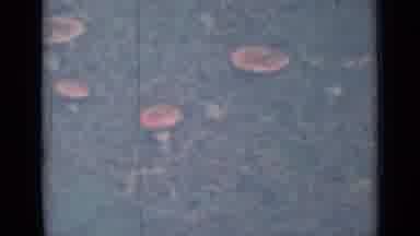 Saint Petersburg Russia (1967): Mushrooms In A Field