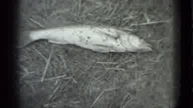 MOSCOW RUSSIA-1983: Dead Fish Lying On Grass With Pond Lilies