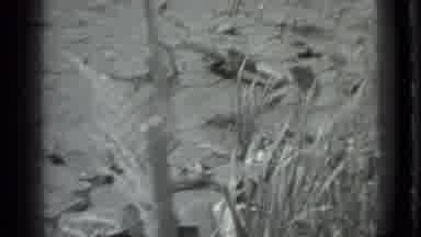 MOSCOW RUSSIA-1983: Camera Captures Pond Filled With Lily Pads and Reeds