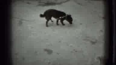 Moscow Russia (1983): Little Black Dog On Leash Allowed To Explore The Walkway