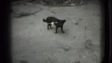 Moscow Russia (1983): Black Tied Up Dog Barking At Someone That Is Not Being Nice