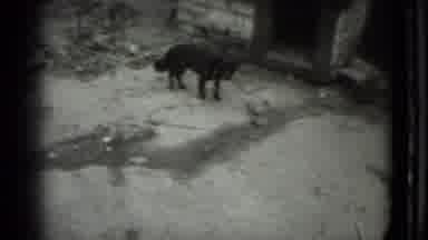 Moscow Russia (1983): Black Dog Walking On Hind Legs While On A Leash
