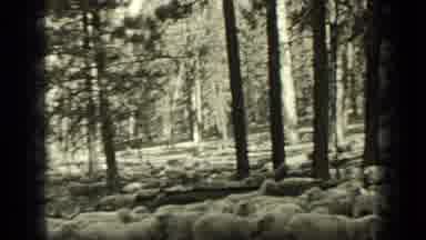 Bend Oregon (1937): Black And White Video Showing Sheep Being Herded Through A