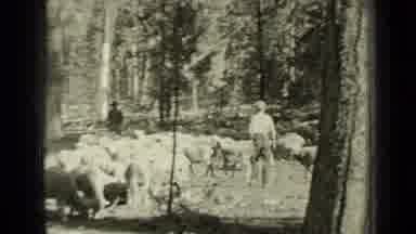 Bend Oregon (1937): People Taking Care Of A Flock Of Sheep Guiding Where They