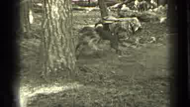 Bend Oregon (1937): Two Dogs Playing With Each Other In Yard