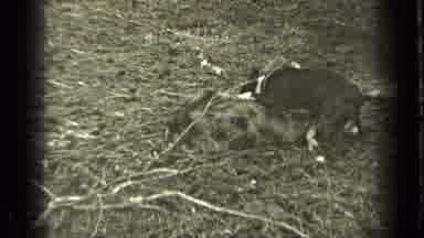 Bend Oregon (1937): Two Boys With Rifles In Front Of A Camp And Two Dogs Fighting