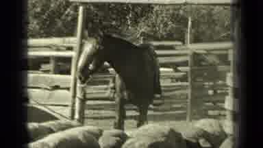 Bend Oregon (1937): Man With Dog Herds Sheep On Horseback On A Sunny Day