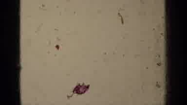 Klamath California (1937): Grainy Footage Of Bull Racing