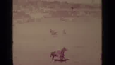 Klamath California (1937): Horses Playing On The Field