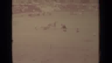 Klamath California (1937): Horses Enter The Raceway At A Prestigious Race Event