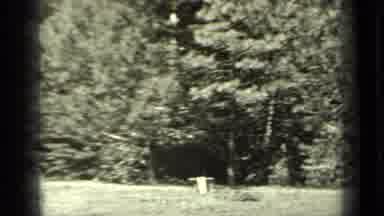 Klamath California (1937): The Deserted Woodland