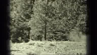 Klamath California (1937): View Of Green Trees And Grass On A Bright Sunny Day