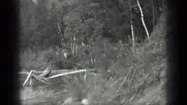 Long Lake Canada (1939): View Of Trees And Calm Lake On A Clear Day