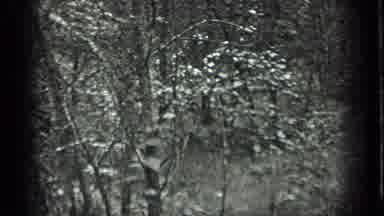 Long Lake Canada (1939): View Of Green Trees And Grass On A Clear Sunny Day