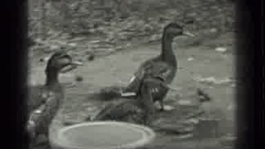 Long Lake Canada (1939): Ducks Are Walking In The Field Where Some Water Is Kept