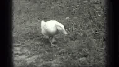 Long Lake Canada (1939): Duck Walking Leisurely Through Grass On A Sunny And Hot