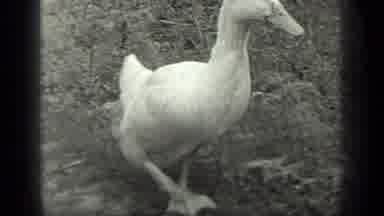 LONG LAKE CANADA-1939: Duck Walking Along Grass Toward Lake
