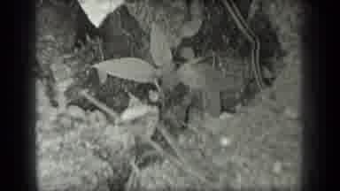 Long Lake Canada (1939): Snake Passing By A Plant To Get To The Water