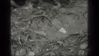 Long Lake Canada (1939): Snakes In The Shallow Water Crawling On Rocks And Back
