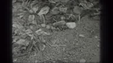 Long Lake Canada (1939): Two Views Of A Snake Laying Among The Fallen Leaves On