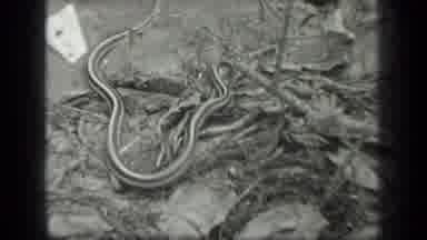 Long Lake Canada (1939): Common Garter Snake That Can Be Found Almost Everywhere