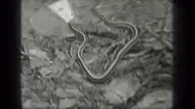 Long Lake Canada (1939): Snake On The Ground And Video Of A Lake With Hills In The