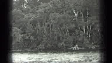 Long Lake Canada (1939): Thick Forest That Meets The Water Of A Large Lake As Seen