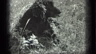 Long Lake Canada (1939): Dog Sitting On Grass With Something In Its Mouth Enjoying