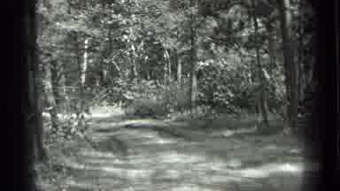 Long Lake Canada (1939): A Lush Green Forest With Trees Bush Road And Plants