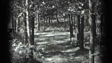 Long Lake Canada (1939): View Of Wooded Area With Birds Flowers Plants Of Various