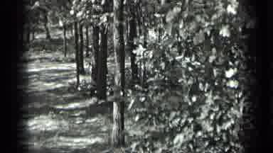 Long Lake Canada (1939): A Windy Landscape On The Lake Surrounded By Trees