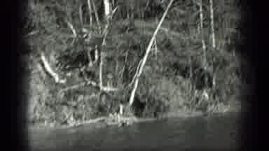Long Lake Canada (1939): Out In Nature And Observing The Beautiful Trees All
