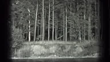 Long Lake Canada (1939): It's A Plantation Of Trees And A Jungle