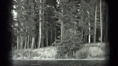 Long Lake Canada (1939): Spotted Cow Found Lost In The Woods Along The Raging