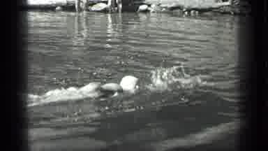 Long Lake Canada (1939): Person Swimming By Small Stretch Of River In Sunny And