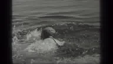 Long Lake Canada (1939): Woman Wearing Black Swimwear Swimming Towards Man Wearing