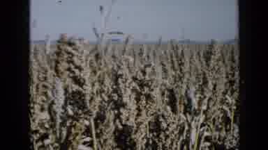 Minnesota USA (1958): Huge Full Field Of Milo Ready To Be Harvested By Farmers