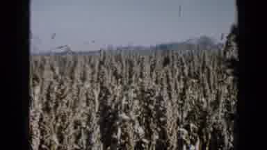 Minnesota USA (1958): Field Of Green Budding Crops