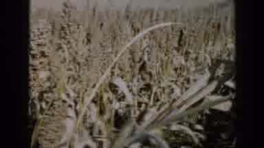 Minnesota USA (1958): Close-Up Scan Of A Field Of Wheat On A Sunny Day Interrupted