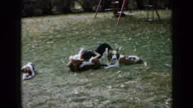 Minnesota USA (1958): Five Puppy Spaniels Wag Their Tails And Roll And Play In