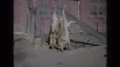 Minnesota USA (1958): Hunted Animals Hung Upside Down On Chain Fence Outside House