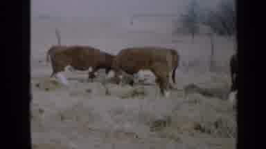 Minnesota USA (1958): Cows In A Pasture Showing Calves And Adults Grouped Together