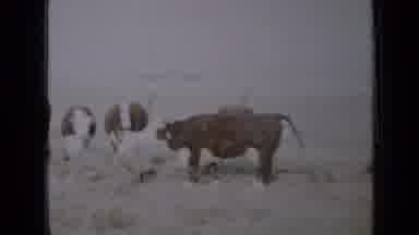 Minnesota USA (1958): Herd Of Cows Standing On Grass Eating