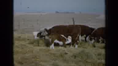 Minnesota USA (1958): Sheep Grazing In The Field