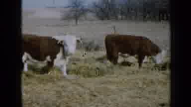 Minnesota USA (1958): Breed Cows Grazing On A Rural Property Showing That They Are